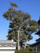 ワビスケの花お茶席は貴重な花です