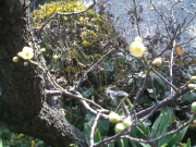 私の家の庭に咲いた梅の花