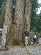 高野山杉の木